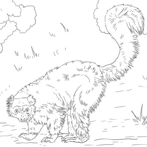 Red Ruffed Lemur Coloring Page